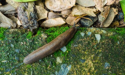 Jakie kamienie do akwarium wybrać? Poradnik dla początkujących