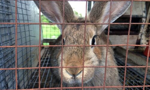 Klatka dla królika miniaturki – jak wybrać odpowiednią?