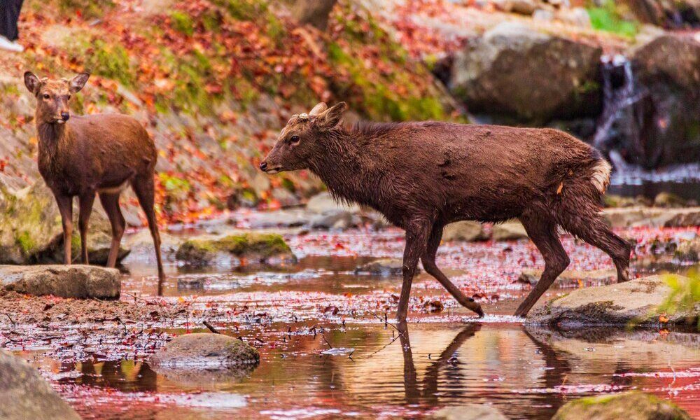 Ameryka Północna zwierzęta – najciekawsze gatunki