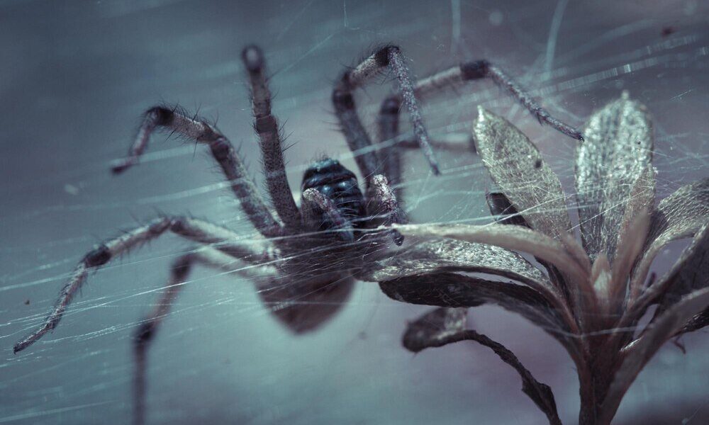 Co oznacza sen o pająkach – interpretacje i znaczenie