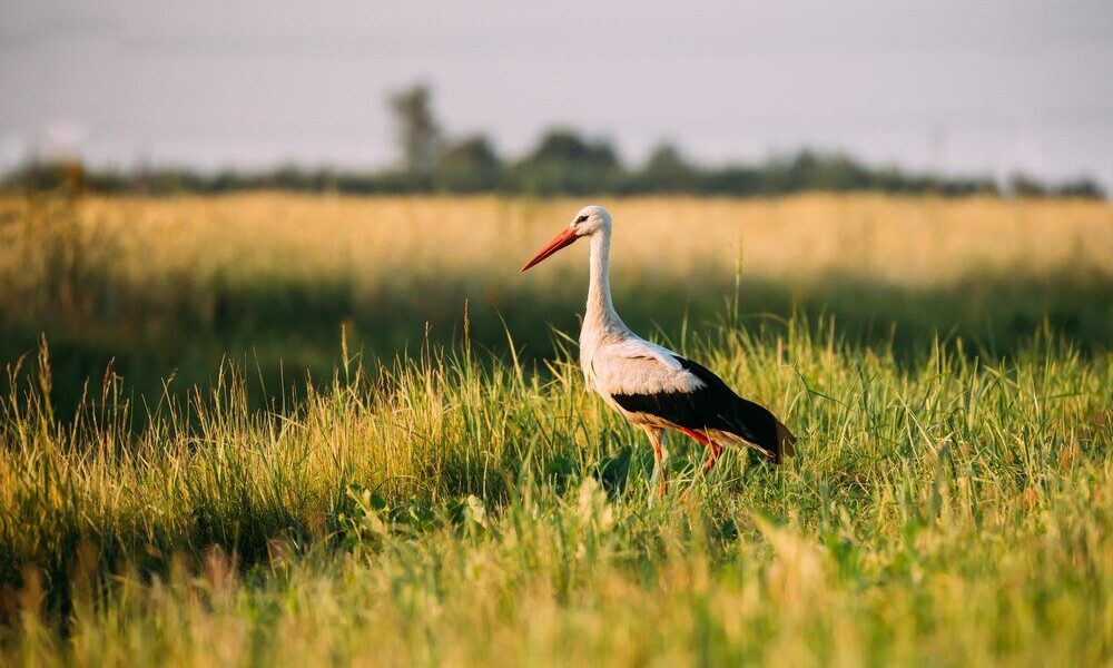 Co oznacza stojący bocian – przesądy, znaki i ludowe wierzenia