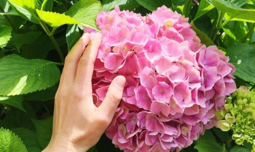 Dlaczego hortensja nie kwitnie – najczęstsze przyczyny problemu