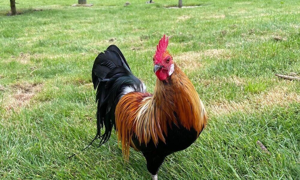 Dlaczego kogut pieje – co oznacza jego zachowanie?