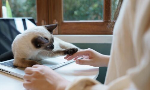 Dlaczego kotka sika w domu – przyczyny i pomoc