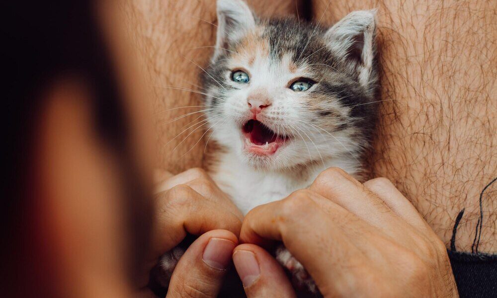 Dlaczego koty gryzą – przyczyny i rozwiązania