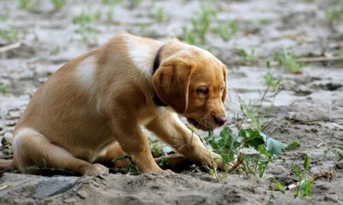 Dlaczego pies je kupy – przyczyny tego zachowania
