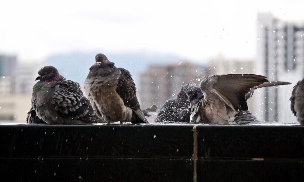 Gdzie śpią gołębie – nocne zwyczaje miejskich ptaków
