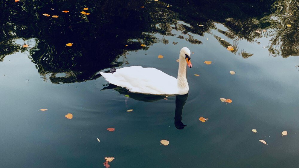 Ile żyje łabędź – długość życia i ciekawostki