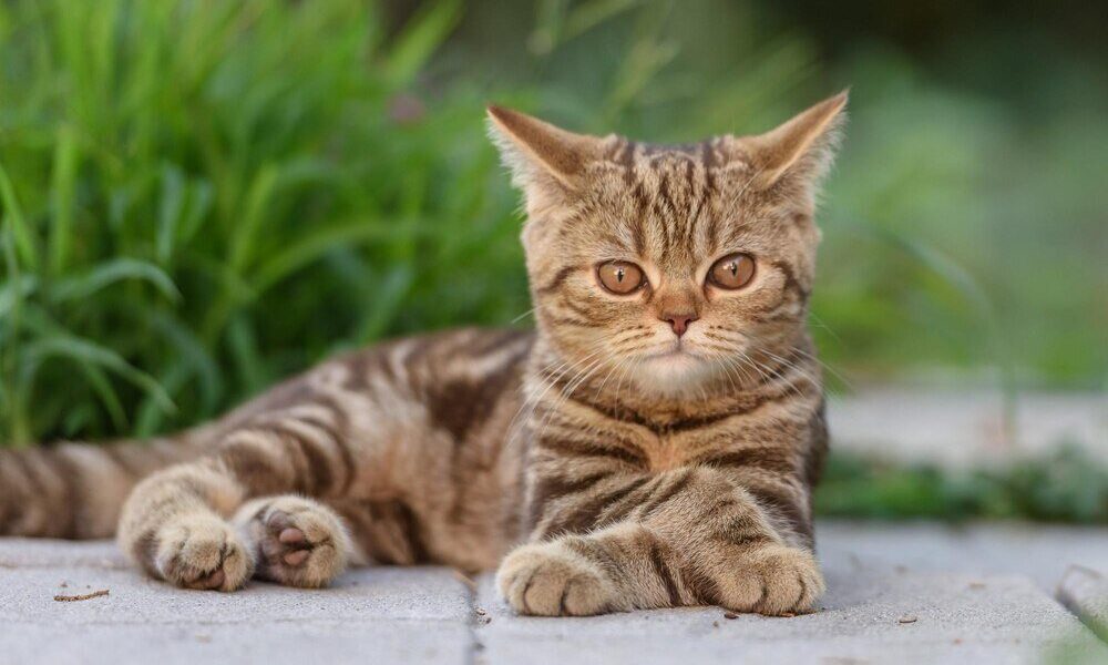 Jaki zapach odstrasza koty od sikania – domowe sposoby