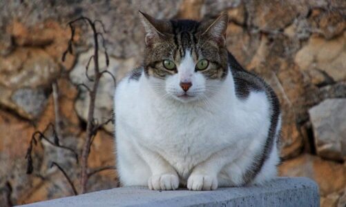Największe koty domowe – rasy gigantów