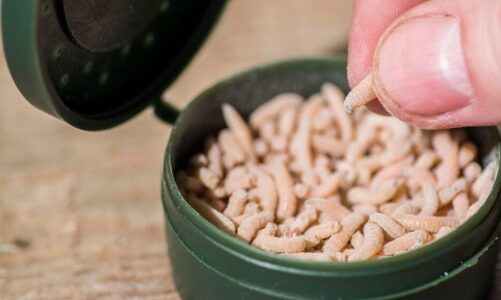 Rodzaje żywego pokarmu dla ryb akwariowych