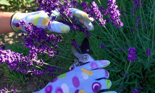 Choroby lawendy – jak rozpoznać i ratować roślinę