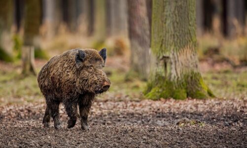Co dzik może zrobić człowiekowi – zagrożenia i jak się zachować