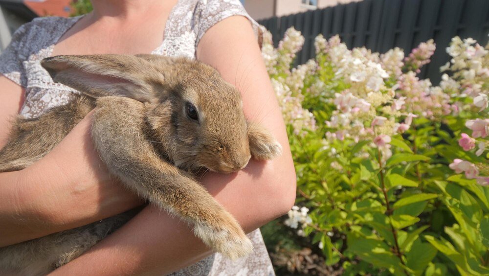Jak rozpoznać, czy królik jest w ciąży – objawy, zachowanie, wskazówki