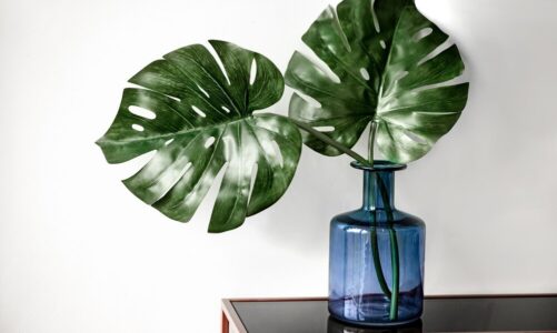 Monstera w sypialni – znaczenie, pielęgnacja, aranżacje