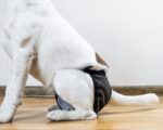 Osłabienie tylnych łap u psa: przyczyny i możliwości leczenia