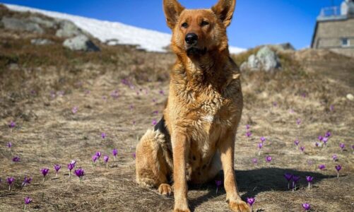 Rasy pierwotne psów: charakterystyka i historia